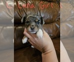 Small Photo #2 Chizer Puppy For Sale in MONTEZUMA, GA, USA