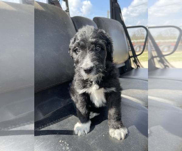 Medium Photo #2 Aussiedoodle Puppy For Sale in AMBROSE, GA, USA