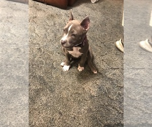 American Bully Puppy for sale in RALEIGH, IL, USA