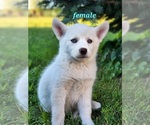Puppy Sioux Pomsky