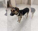 Small German Shepherd Dog Mix