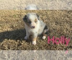 Puppy Holly Australian Shepherd