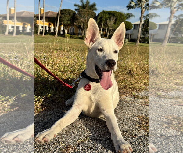 Medium Photo #4 Unknown-white german shepherd Mix Puppy For Sale in Royal Palm Beach, FL, USA