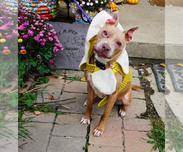 Medium Photo #1 American Pit Bull Terrier-Unknown Mix Puppy For Sale in Germantown, OH, USA