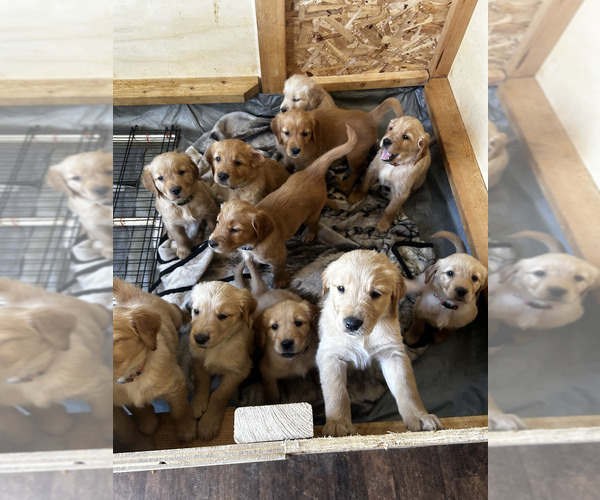 Medium Photo #1 Golden Retriever Puppy For Sale in SANTAQUIN, UT, USA