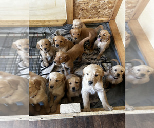 Golden Retriever Litter for sale in SANTAQUIN, UT, USA