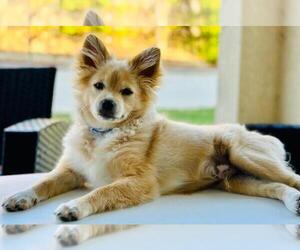 Pomeranian Dogs for adoption in TRACY, CA, USA