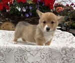 Small #3 Pembroke Welsh Corgi