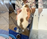 Small Photo #25 Dachshund Puppy For Sale in ASHLAND, NE, USA