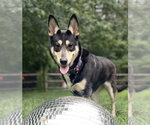 Small German Shepherd Dog Mix