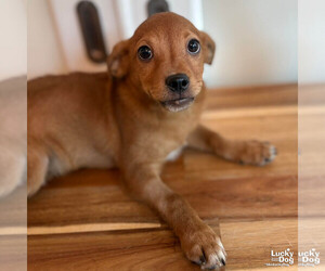 Chihuahua-Unknown Mix Dogs for adoption in Washington, DC, USA