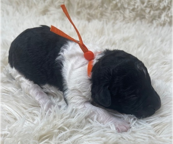 Medium Photo #13 Goldendoodle Puppy For Sale in PIERSON, FL, USA