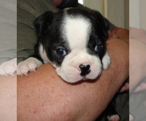 Boston Terrier Puppy for sale in BEND, OR, USA
