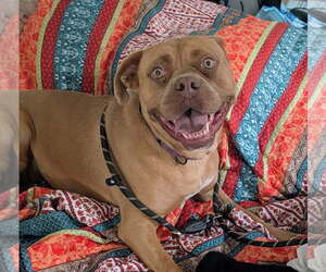 Boxer-Unknown Mix Dogs for adoption in Las Vegas, NM, USA