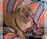 Small Boxer Mix