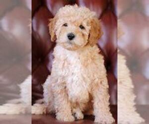 Goldendoodle Puppy for sale in KOKOMO, IN, USA