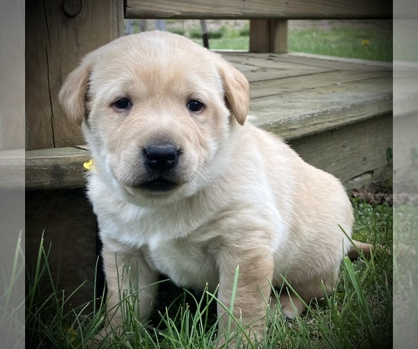 Medium Photo #1 Labrador Retriever Puppy For Sale in AUGUSTA, WI, USA