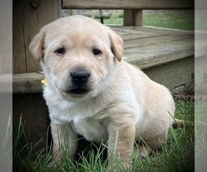 Labrador Retriever Puppy for sale in AUGUSTA, WI, USA