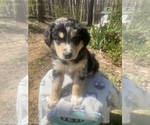 Small Photo #23 Australian Shepherd Puppy For Sale in FARMVILLE, VA, USA