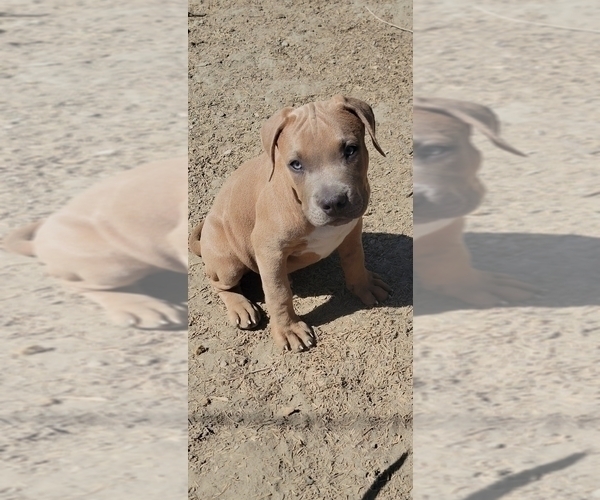 Medium Photo #1 American Bully Puppy For Sale in INDIO, CA, USA