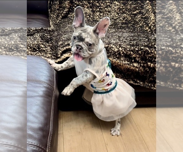 Medium Photo #1 French Bulldog Puppy For Sale in SACRAMENTO, CA, USA