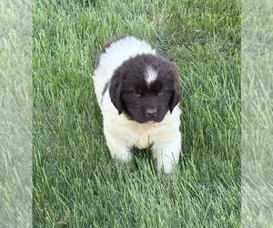 Newfoundland Puppy for sale in WAUSEON, OH, USA