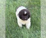 Image preview for Ad Listing. Nickname: Litter of 2