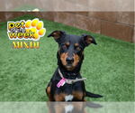 Small #1 Doberman Pinscher Mix
