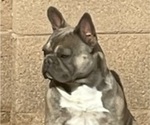 Small Photo #5 French Bulldog Puppy For Sale in SAN TAN VALLEY, AZ, USA