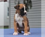 Small #2 Boxer