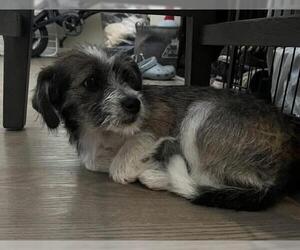 Cairn Terrier Dogs for adoption in Tracy, CA, USA