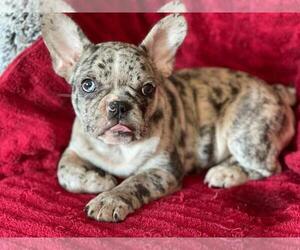 French Bulldog Puppy for sale in BOSTON, MA, USA