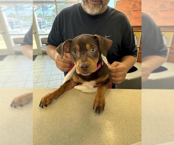 Medium Photo #1 Mutt Puppy For Sale in San Antonio, TX, USA