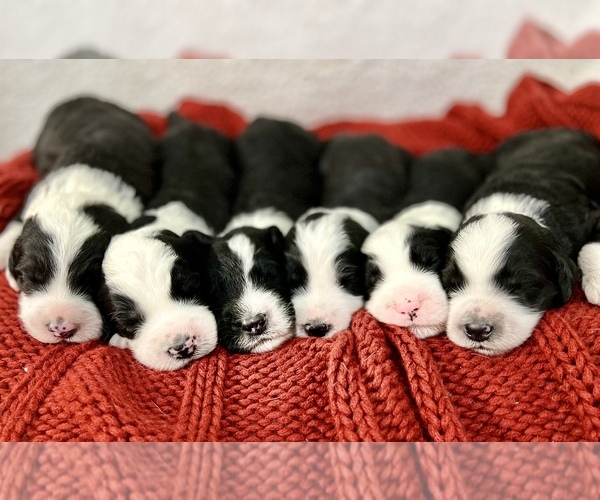 Medium Photo #1 Sheepadoodle Puppy For Sale in NEW LONDON, MN, USA