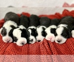 Small Photo #1 Sheepadoodle Puppy For Sale in NEW LONDON, MN, USA