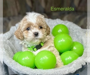 Poodle (Miniature)-ShihPoo Mix Puppy for sale in CRAWFORDSVLLE, IA, USA