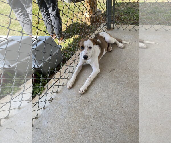 Medium Photo #3 Mutt Puppy For Sale in Rustburg, VA, USA