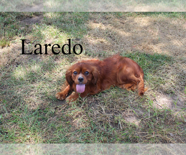 Medium Photo #4 Cavalier King Charles Spaniel Puppy For Sale in CHANUTE, KS, USA