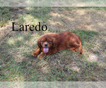 Small #3 Cavalier King Charles Spaniel