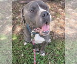Small American Staffordshire Terrier