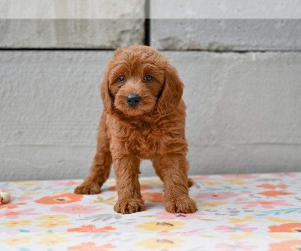 Medium Photo #2 Poodle (Miniature) Puppy For Sale in MILLERSBURG, OH, USA