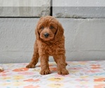 Small #1 Poodle (Miniature)