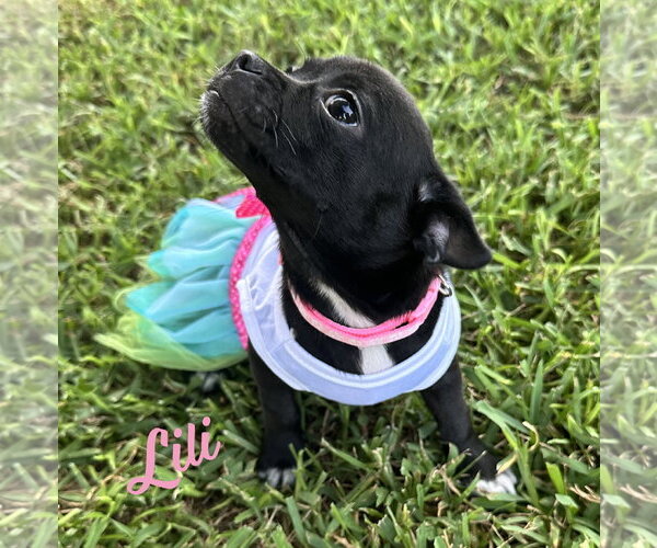 Medium Photo #1 Jack Chi Puppy For Sale in HOUSTON, TX, USA