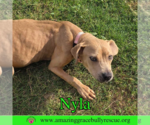Small #2 Labrador Retriever Mix