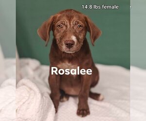 Rosalee * - Female Labrador Retriever-Unknown Mix Dog for Adoption - Photo #3