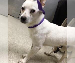 Chihuahua-Unknown Mix Dogs for adoption in Riverside, CA, USA