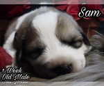 Small Photo #26 Great Pyrenees Puppy For Sale in HILLSVILLE, VA, USA