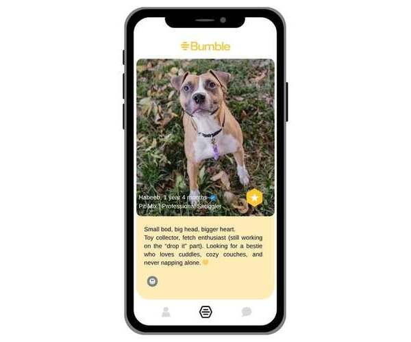 Medium Photo #3 Mutt Puppy For Sale in Louisville, KY, USA