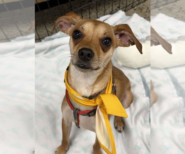 Medium Photo #1 Chihuahua-Whippet Mix Puppy For Sale in Bellevue, WA, USA