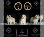 Puppy Ares F1 Maltipoo